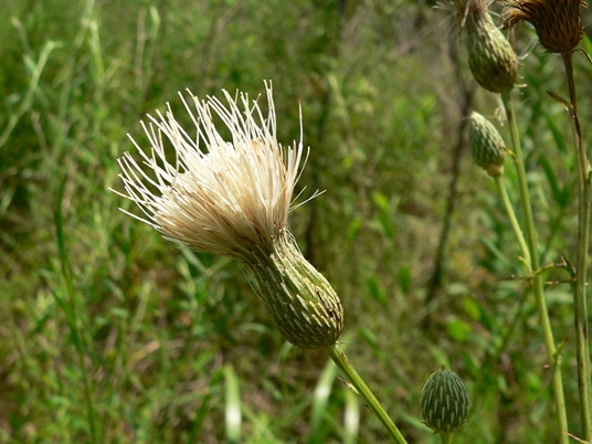 {Cirsium nuttallii}